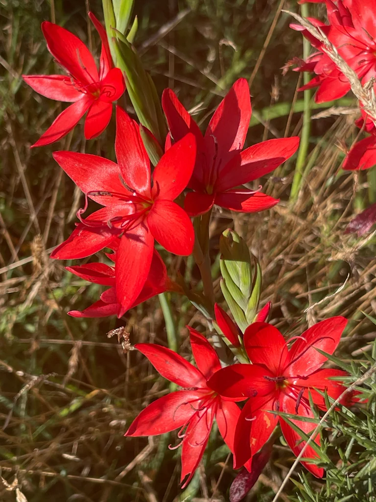 Schizostylis Coccinea