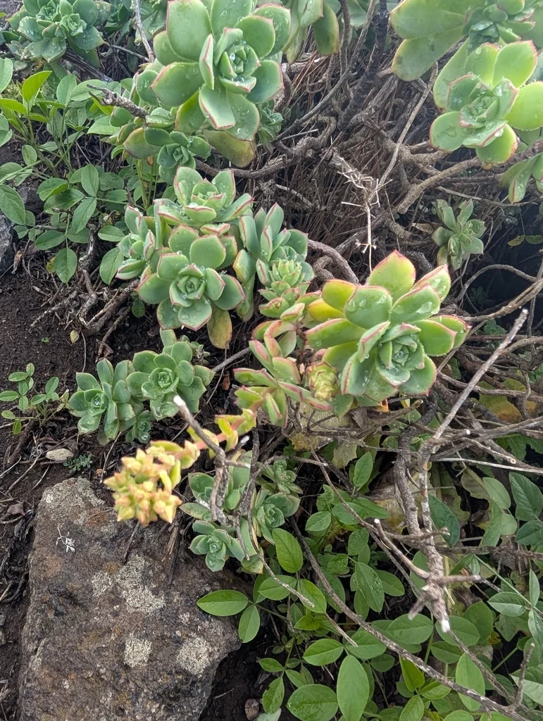 Aeonium Haworthii