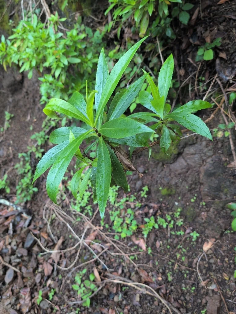 Isoplexis Canariensis