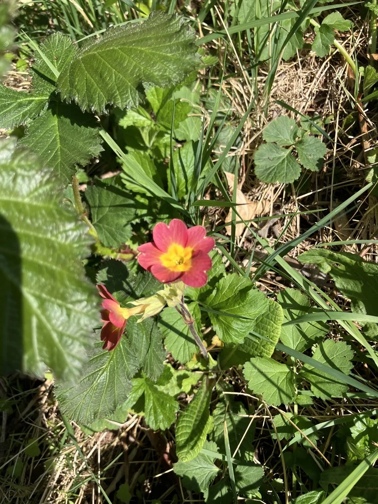 Primula X Polyantha