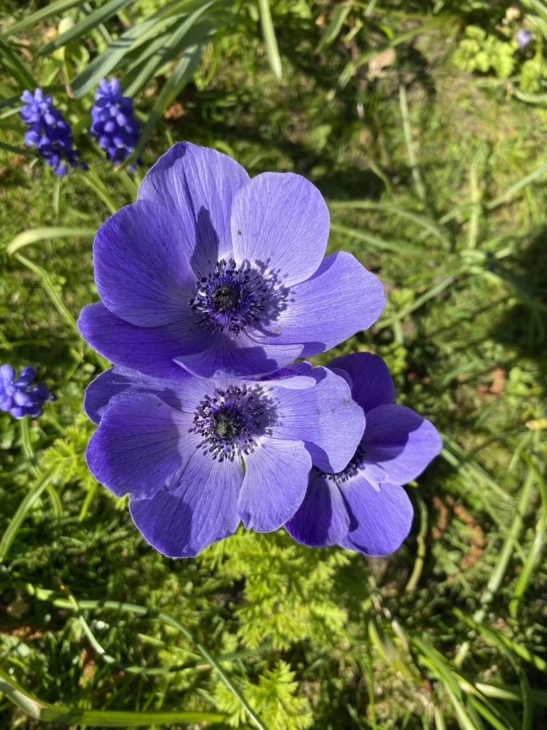 Anemone Coronaria