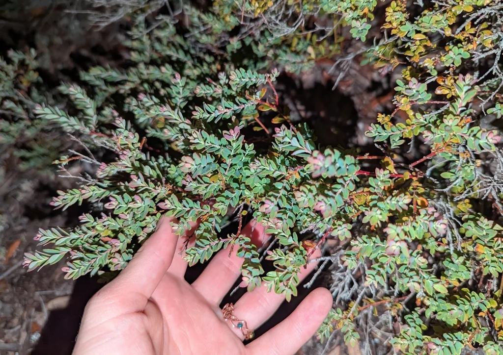 Vaccinium Darrowii