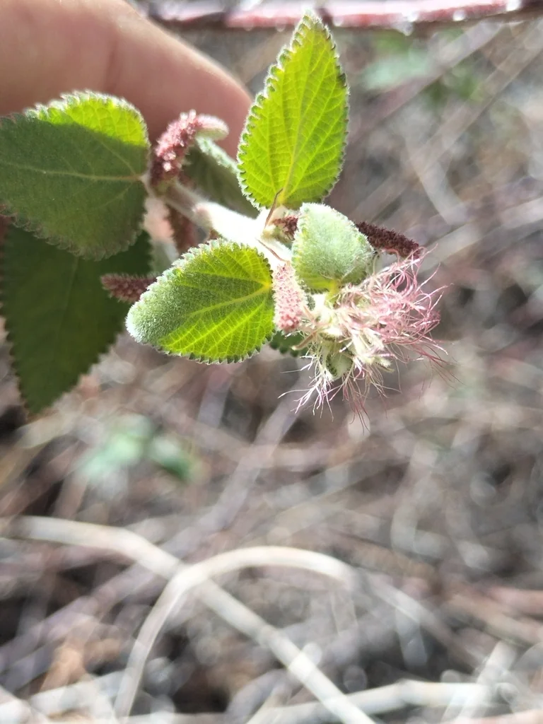 Acalypha Californica