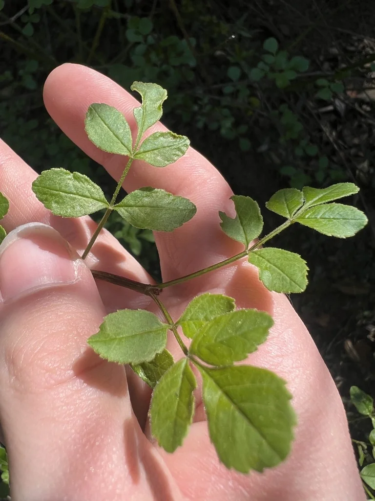 Fraxinus Dipetala