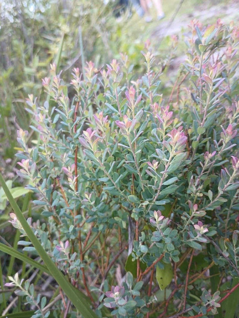 Vaccinium Darrowii