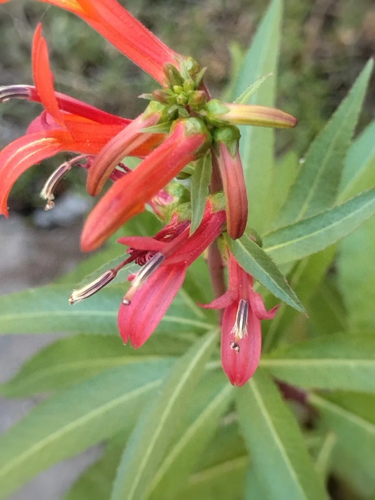 Lobelia Laxiflora