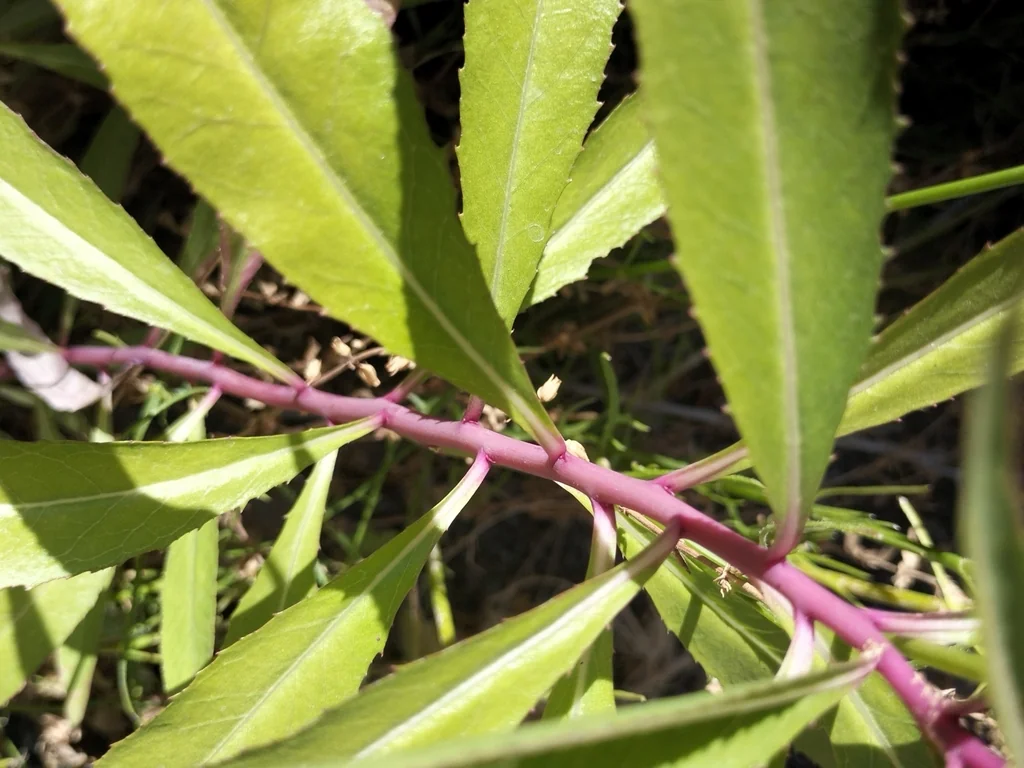 Lobelia Laxiflora
