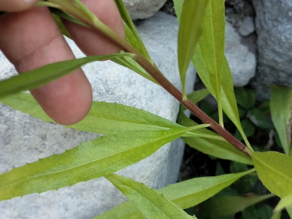 Lobelia Laxiflora