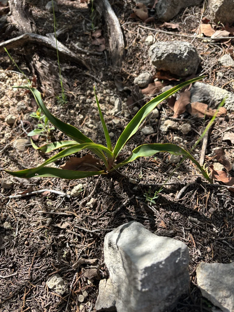 Yucca Rupicola