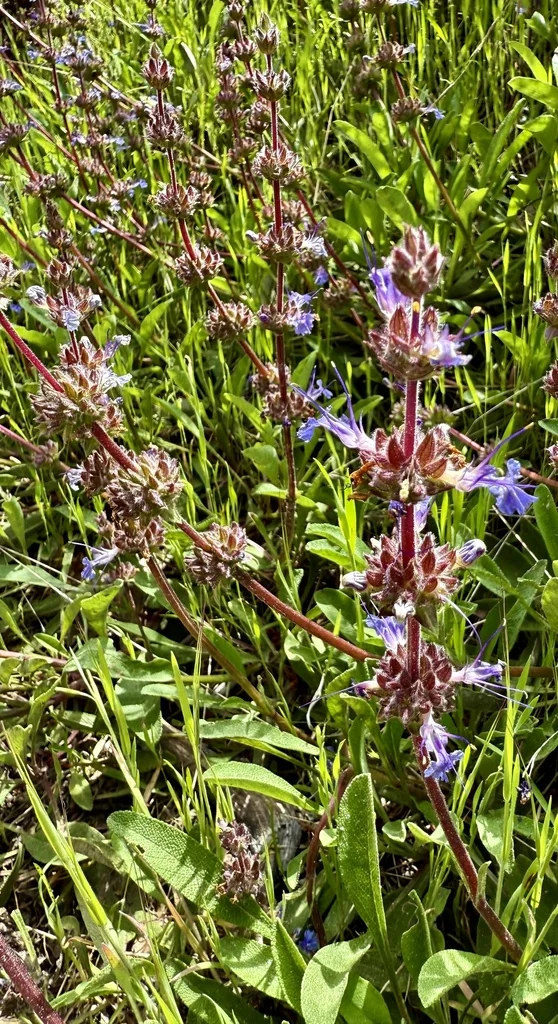 Salvia Sonomensis