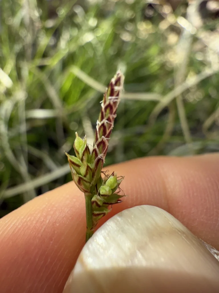Carex Albicans
