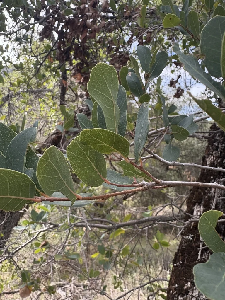 Quercus Engelmannii
