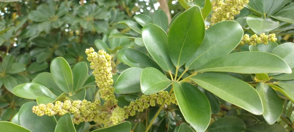 Schefflera Arboricola