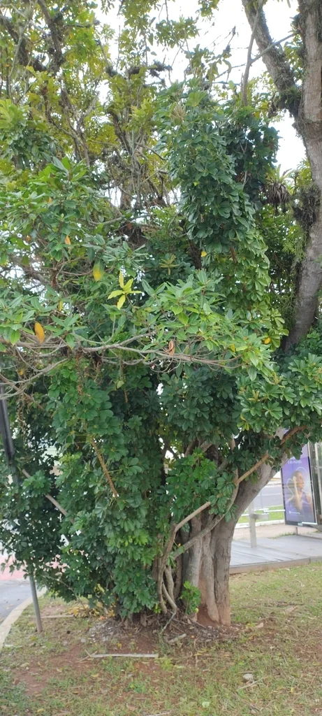 Schefflera Arboricola