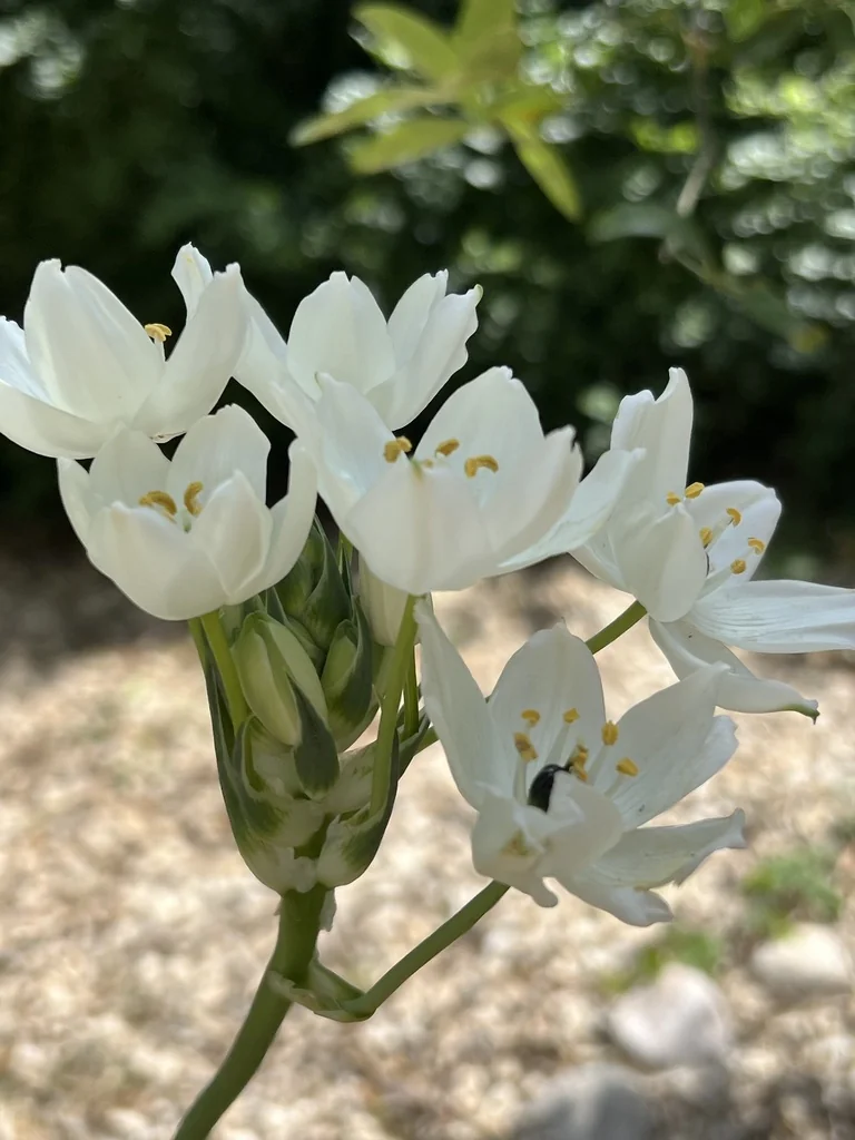 Ornithogalum arabicum