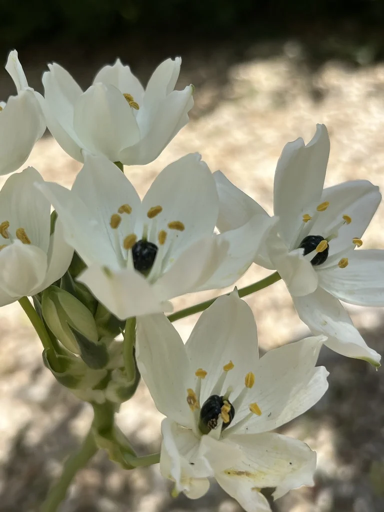 Ornithogalum arabicum