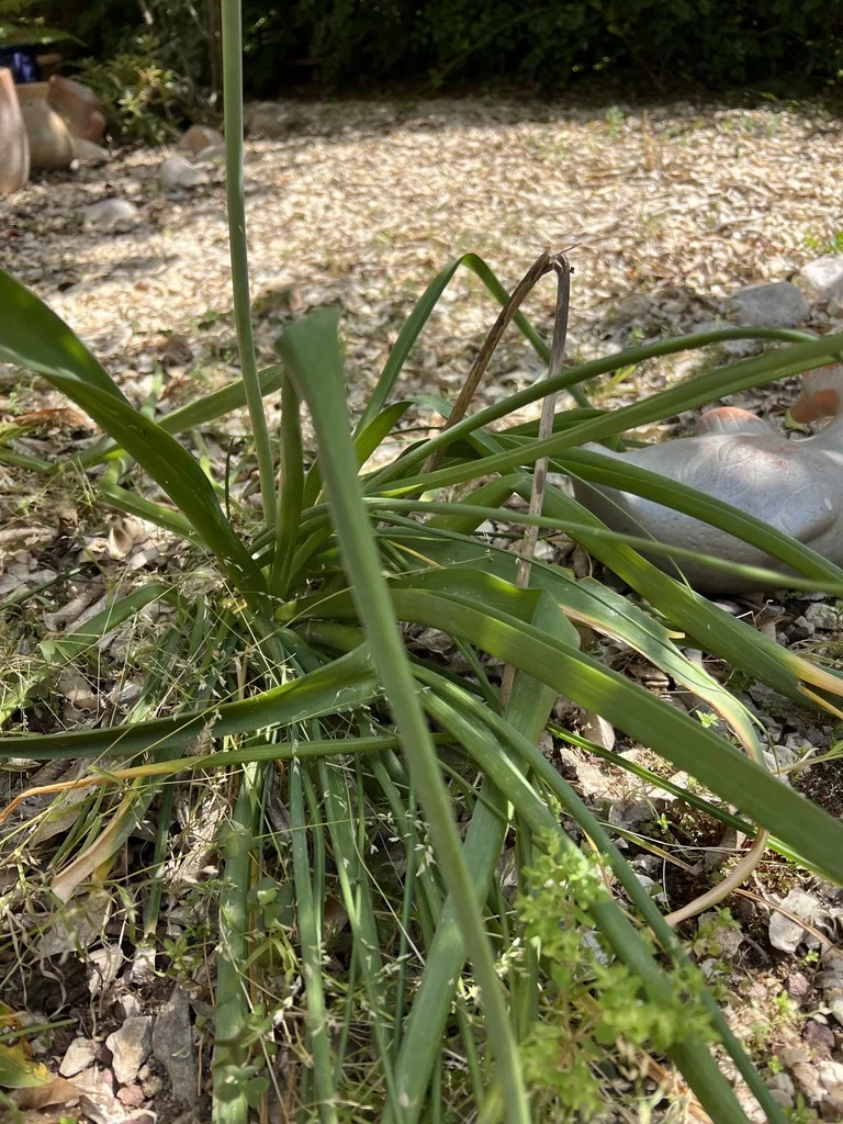Ornithogalum arabicum