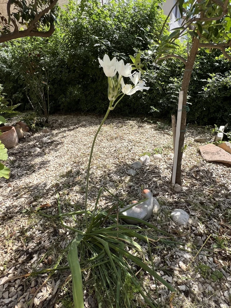 Ornithogalum arabicum