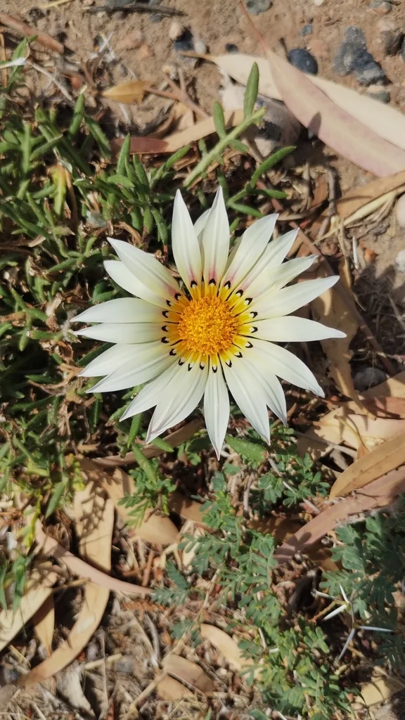Gazania Rigens