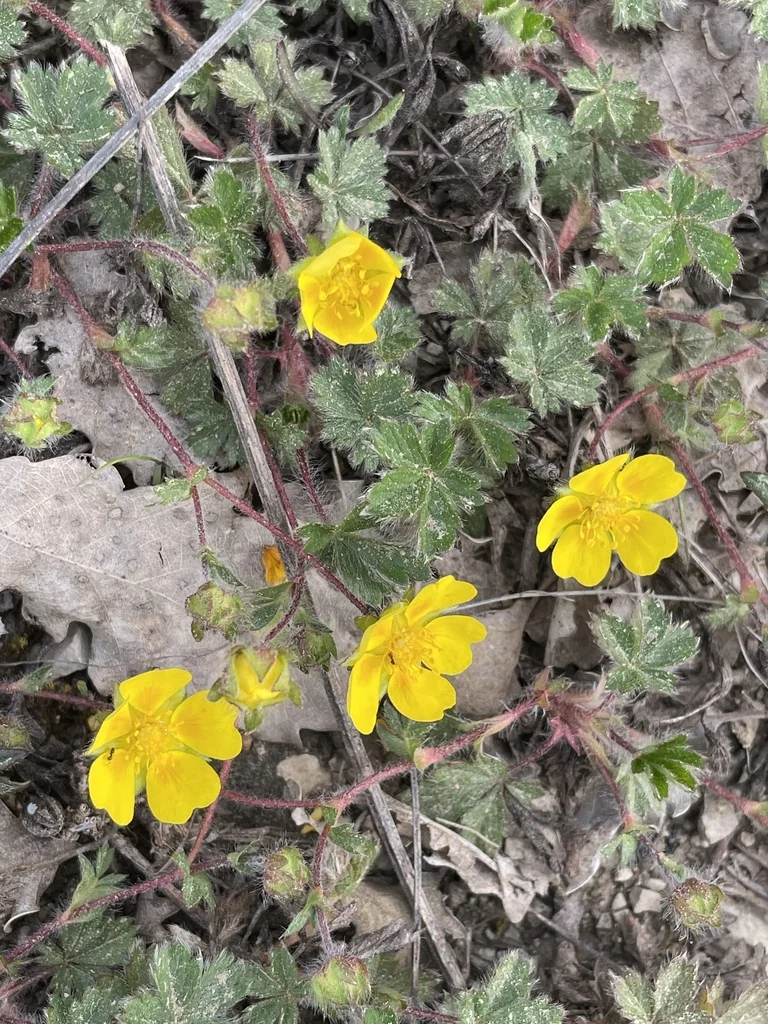 Potentilla Neumanniana