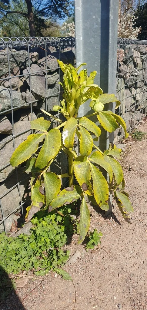 Helleborus Argutifolius