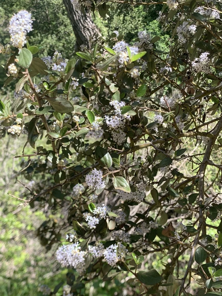Ceanothus Oliganthus