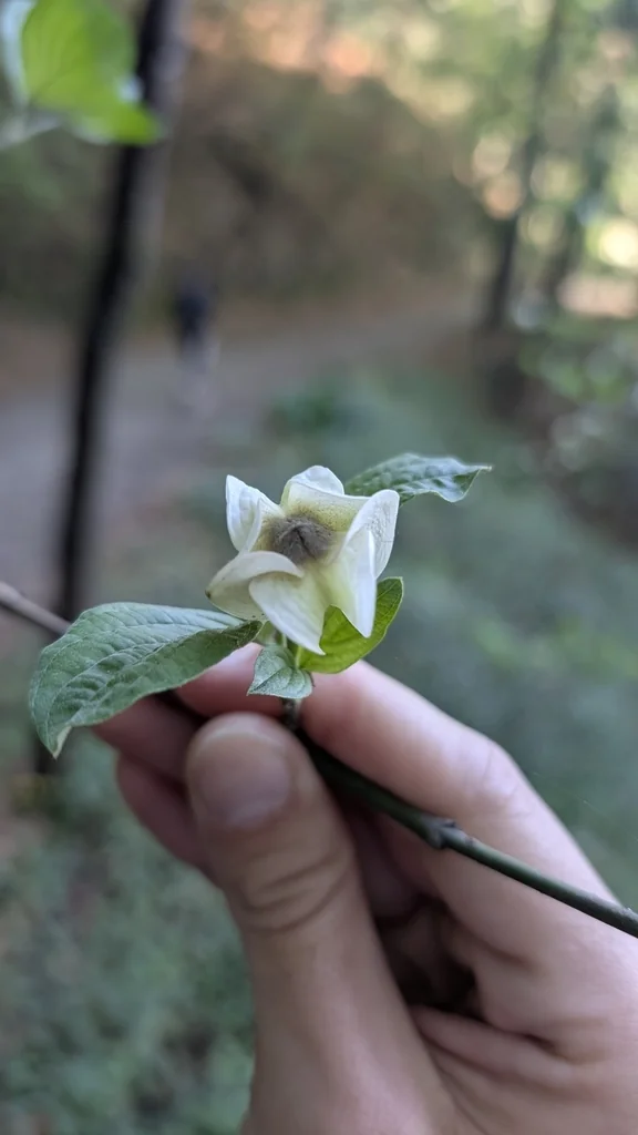 Cornus Florida Subsp. Urbiniana