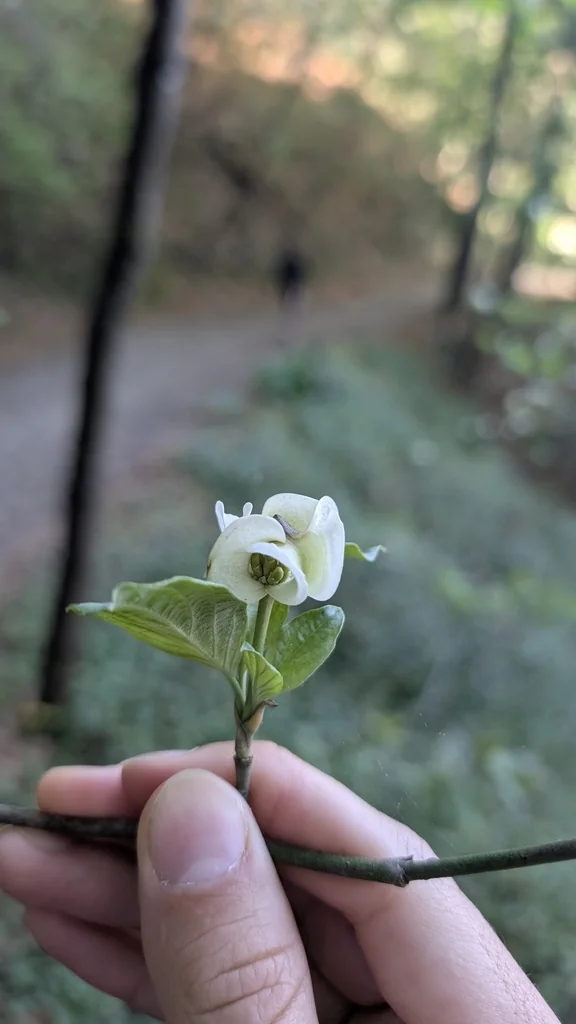 Cornus Florida Subsp. Urbiniana