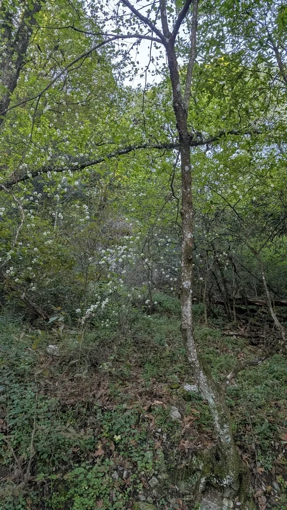 Cornus Florida Subsp. Urbiniana