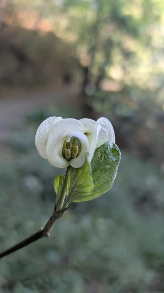 Cornus Florida Subsp. Urbiniana