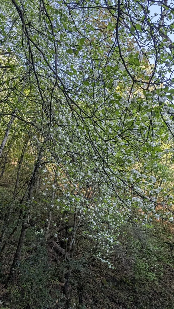 Cornus Florida Subsp. Urbiniana