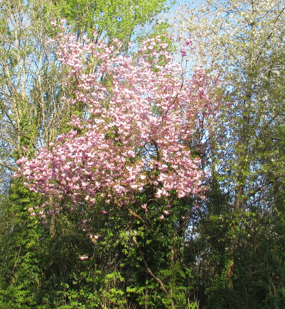 Prunus Serrulata
