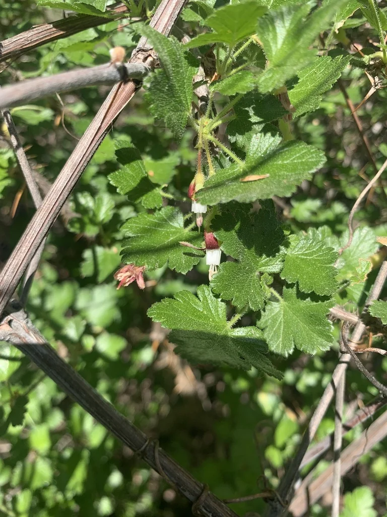 Ribes Menziesii