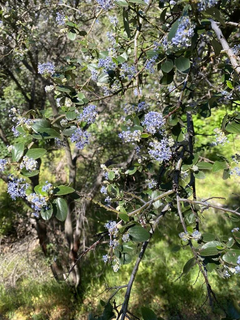Ceanothus Oliganthus