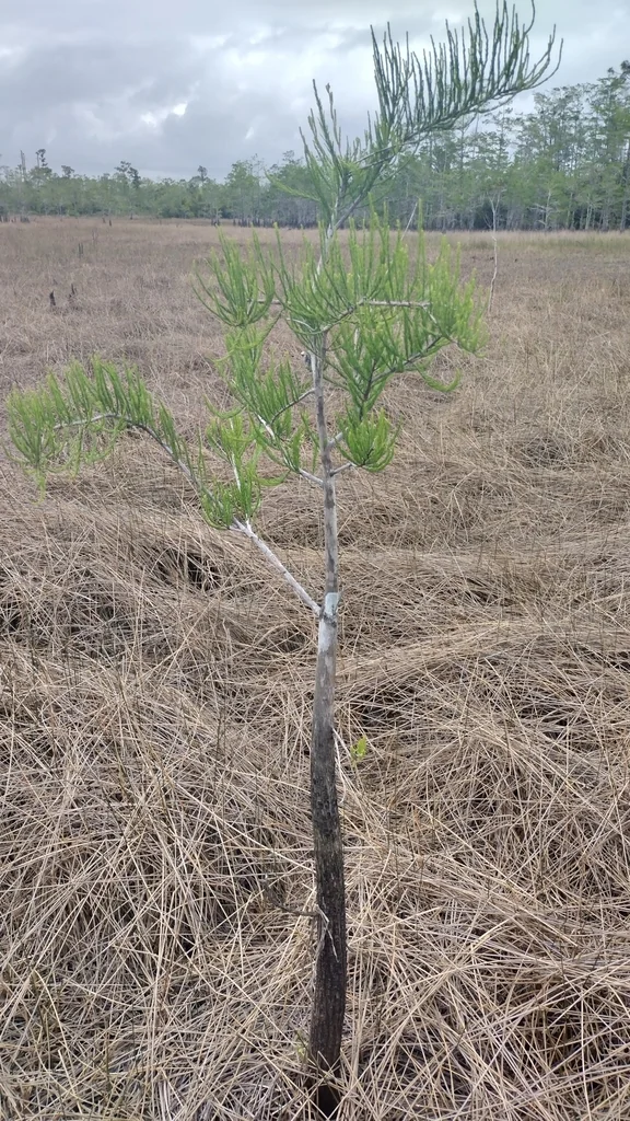 Taxodium Ascendens