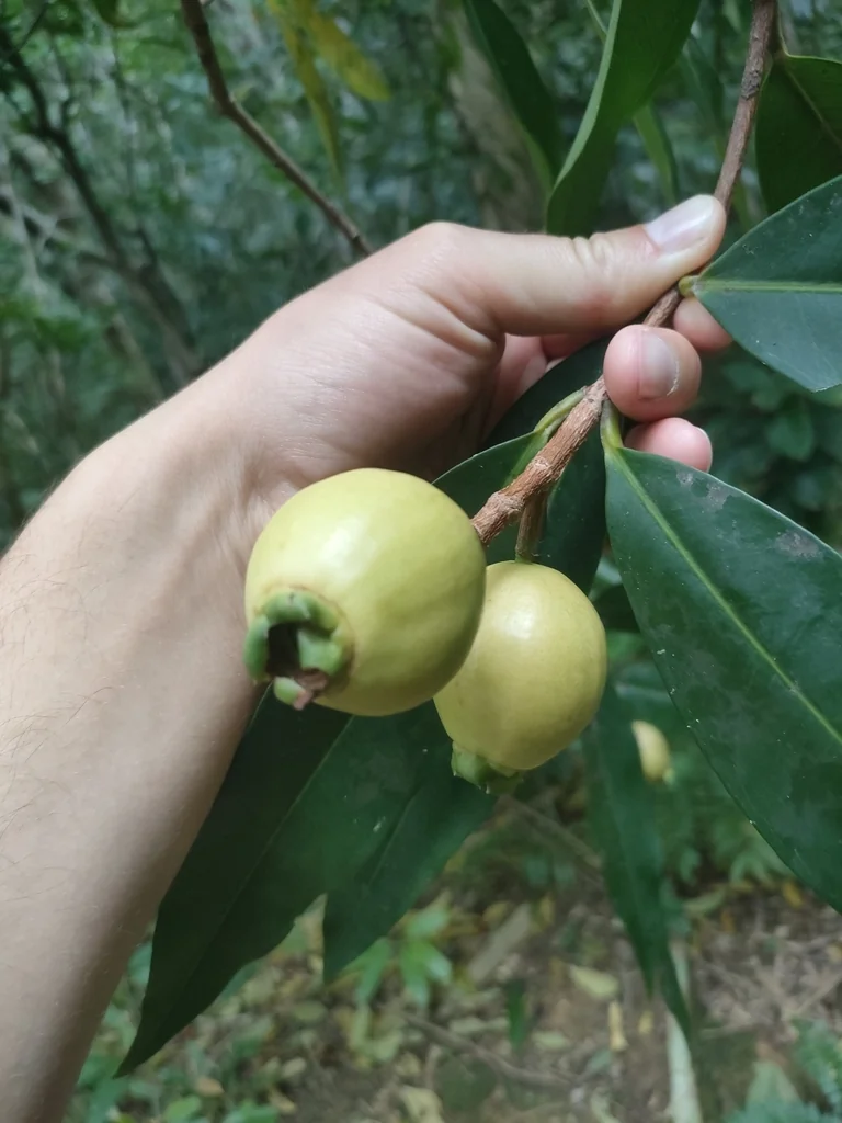 Syzygium Jambos