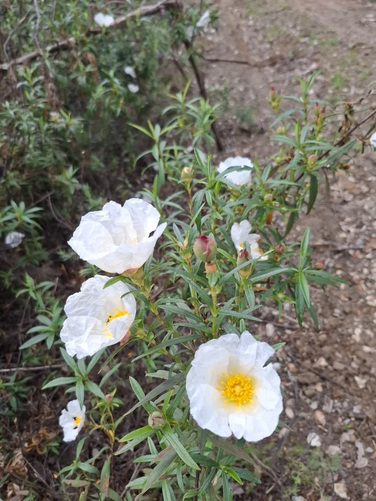 Cistus Ladanifer