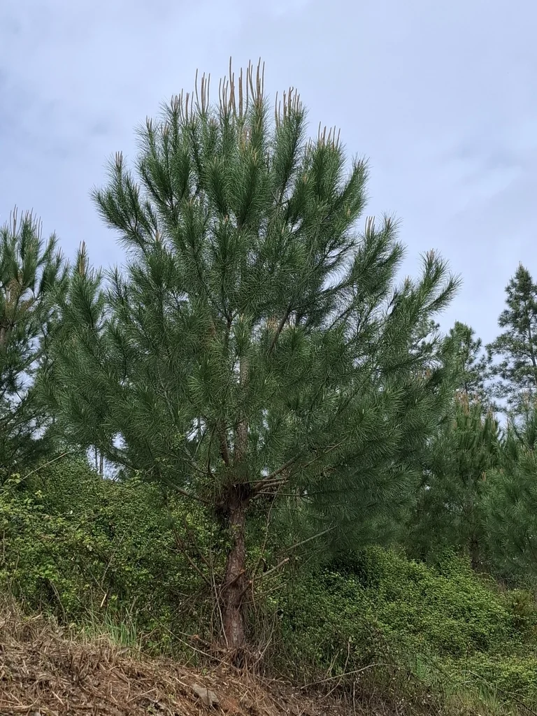 Pinus Pinea