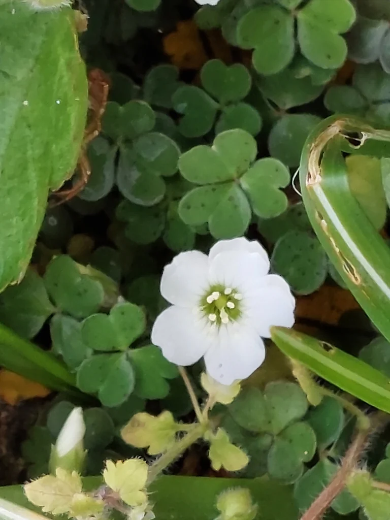 Oxalis Magellanica