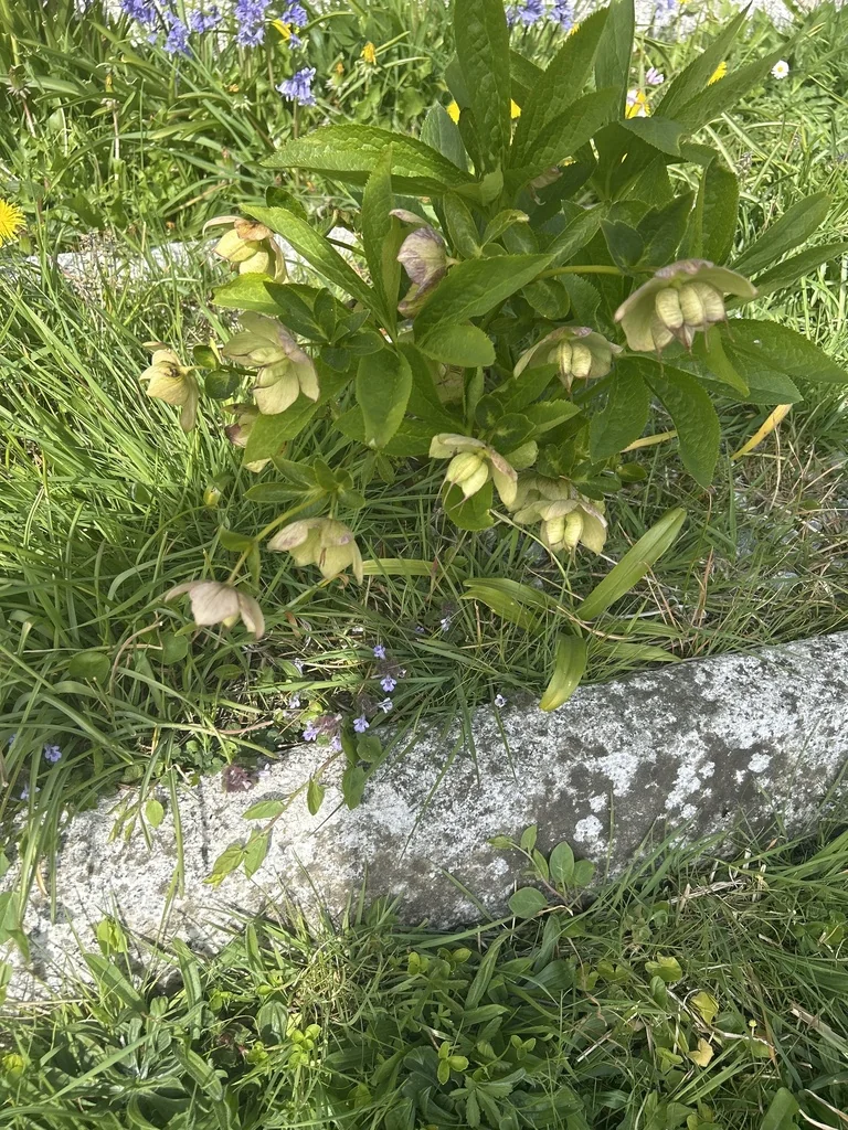 Helleborus Orientalis