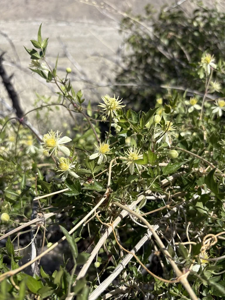 Clematis Pauciflora