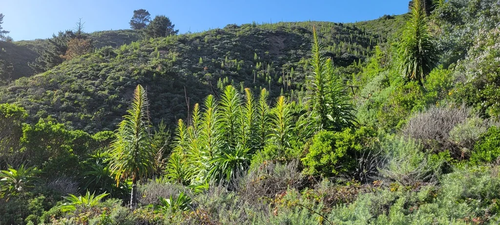 Echium Pininana