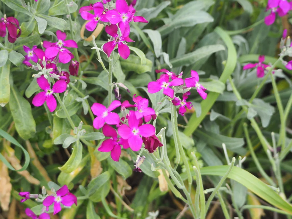 Matthiola Incana