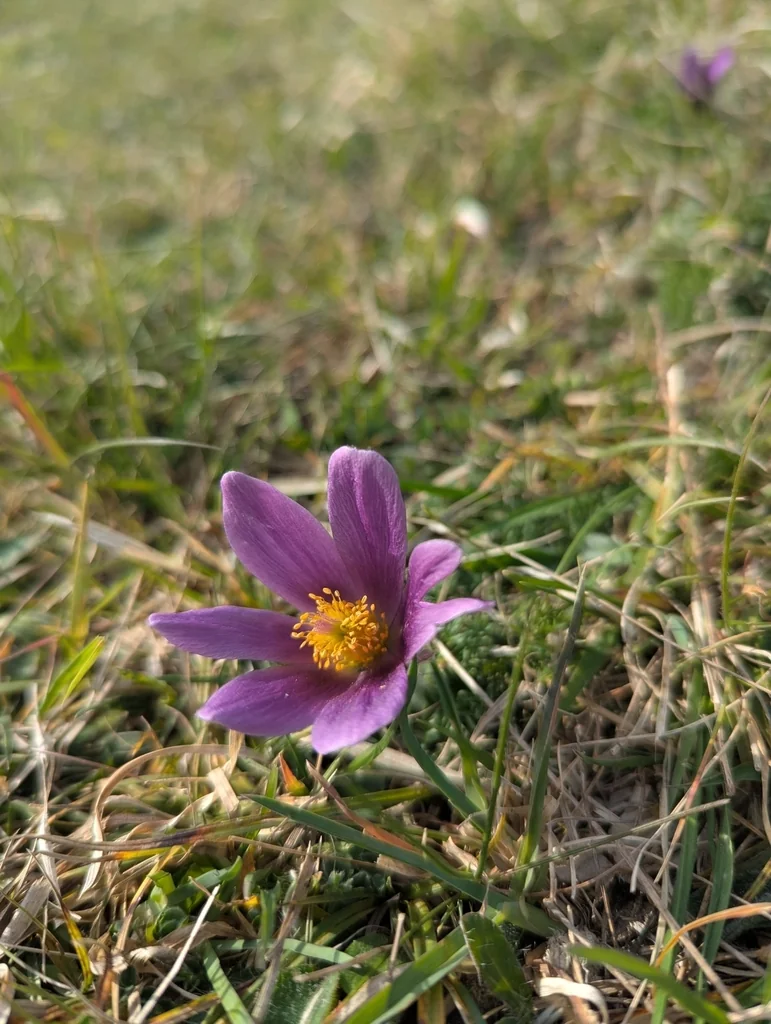 Pulsatilla Vulgaris