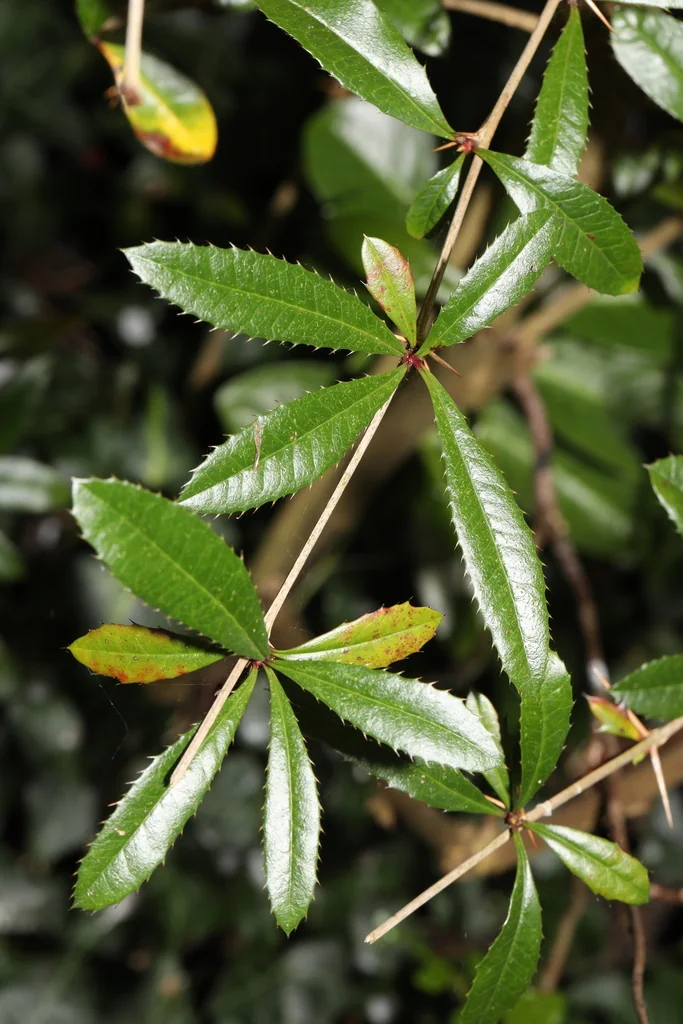 Berberis Julianae