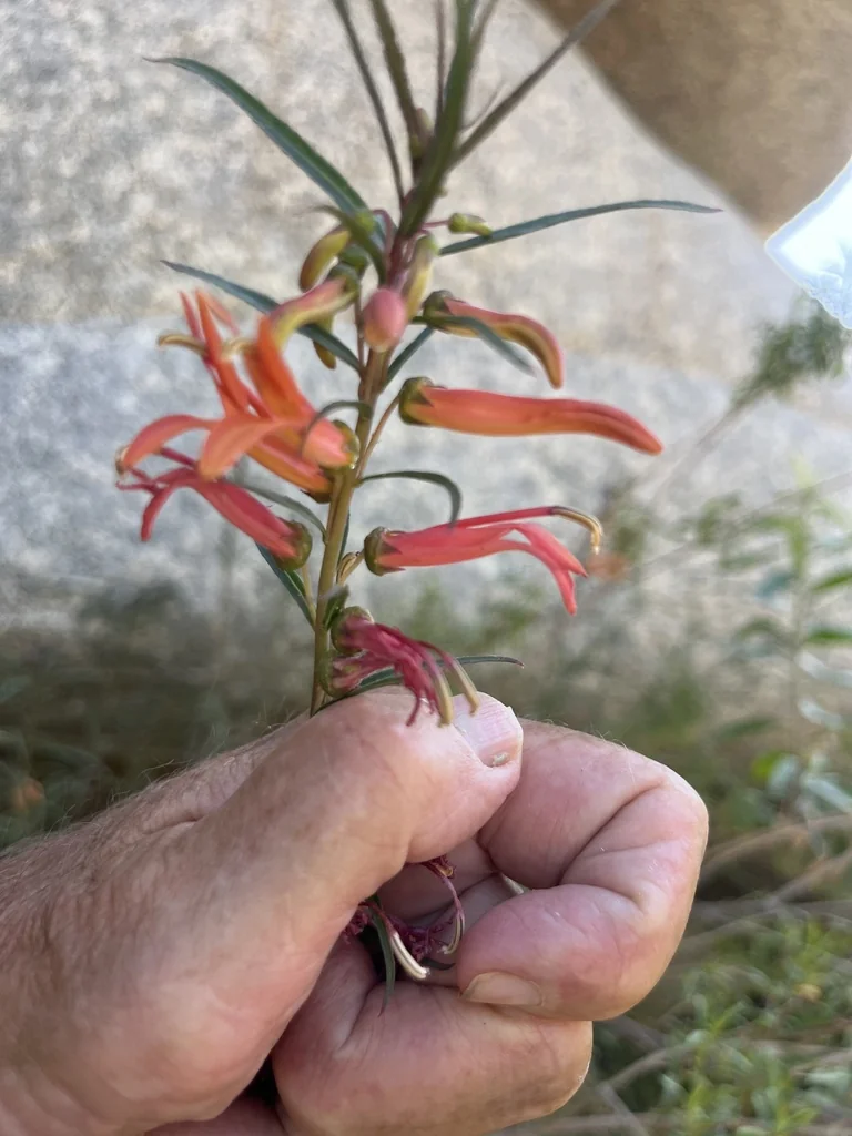 Lobelia Laxiflora