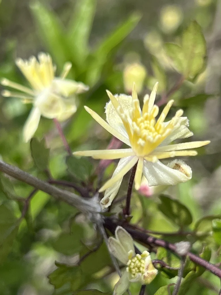 Clematis Pauciflora