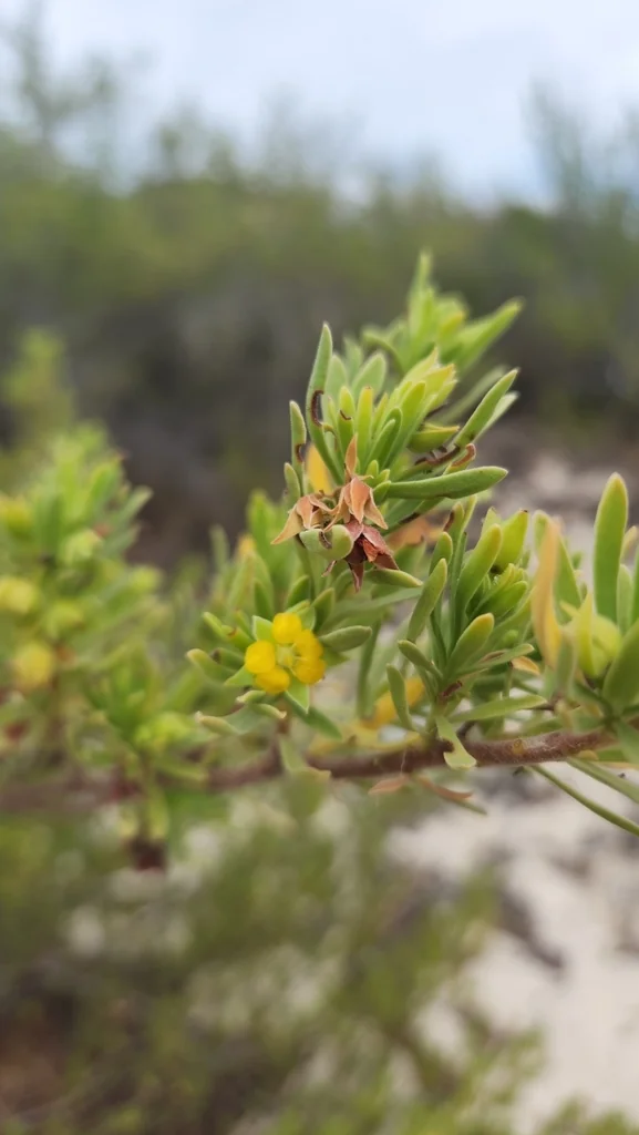 Suriana Maritima