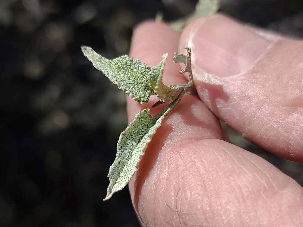 Ambrosia Deltoidea