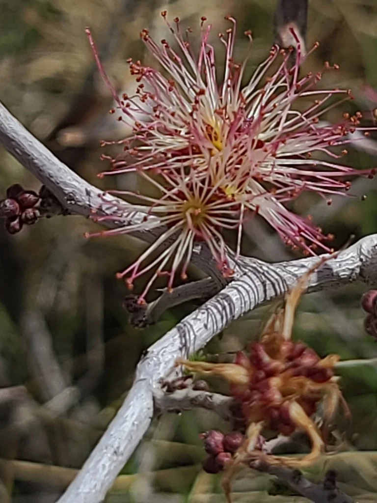 Calliandra Eriophylla